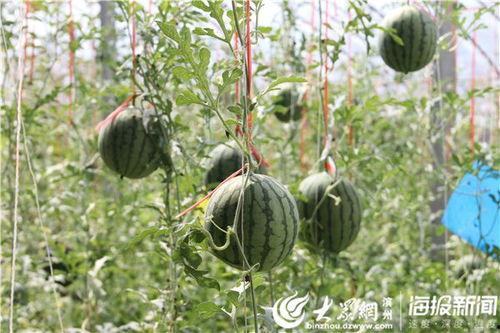 称霸朝堂 吃瓜视频,揭秘权臣称霸背后的吃瓜视频真相