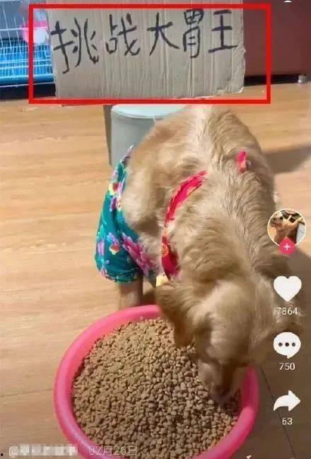 吊瓜能给狗吃吗视频,狗狗的健康零食探索