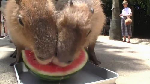 水豚吃瓜机视频,揭秘水豚吃瓜机的趣味瞬间